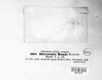 Image of Blennoria rusci